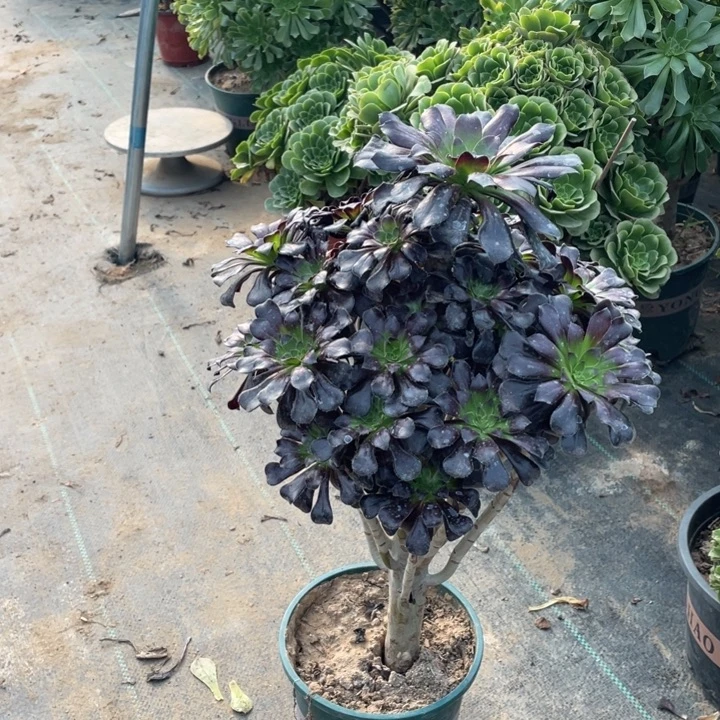 61墨法师多肉植物多肉多肉