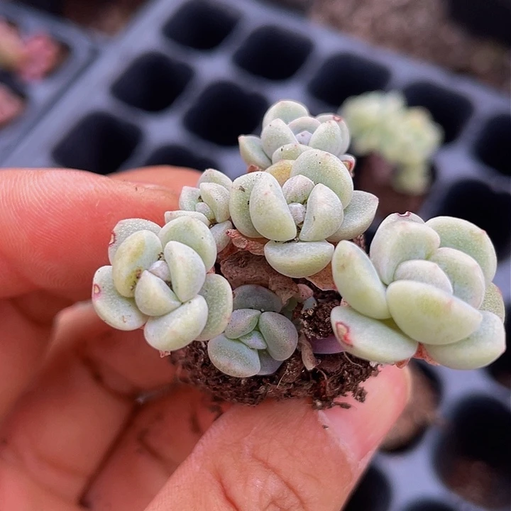 一物一拍小脸满18包邮