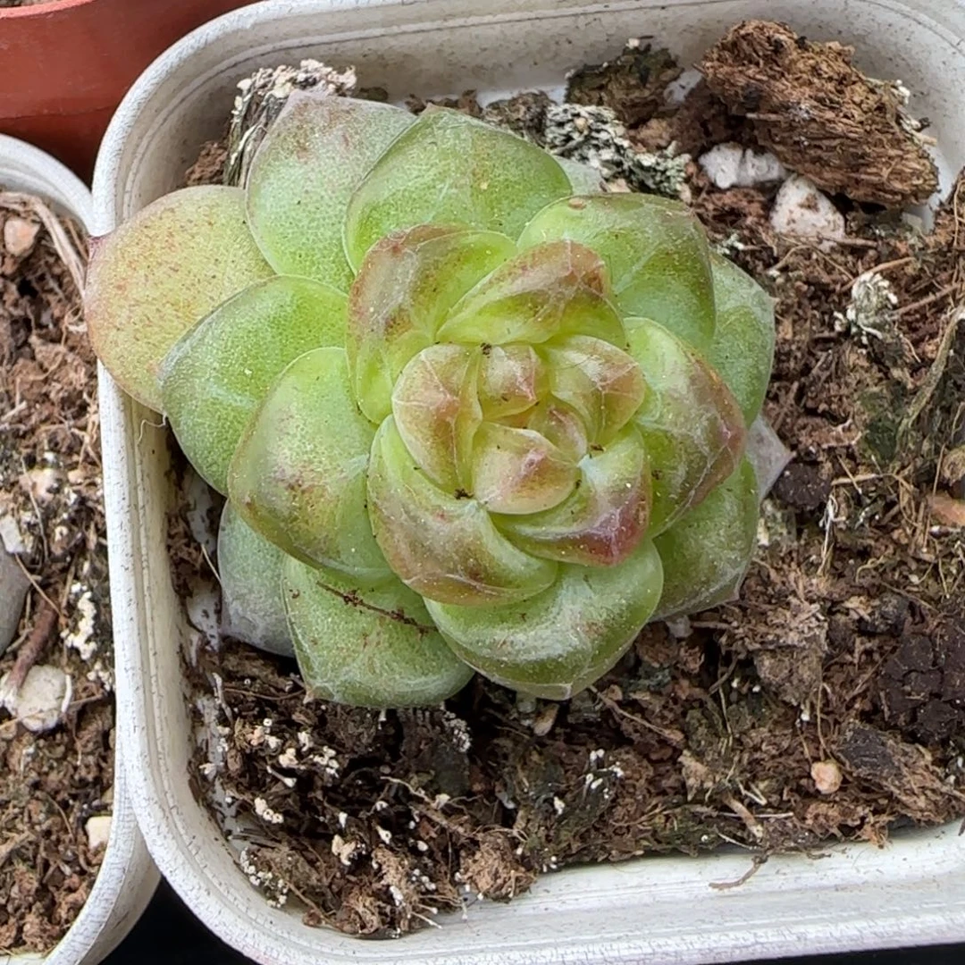 小卡拉米糖心一物一拍