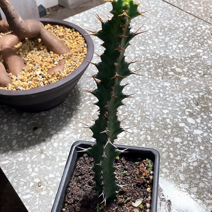 旋转麒麟 脱土 666666666