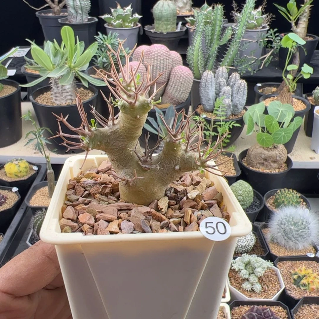 黑鬼殿厚敦菊一物一拍带盆发