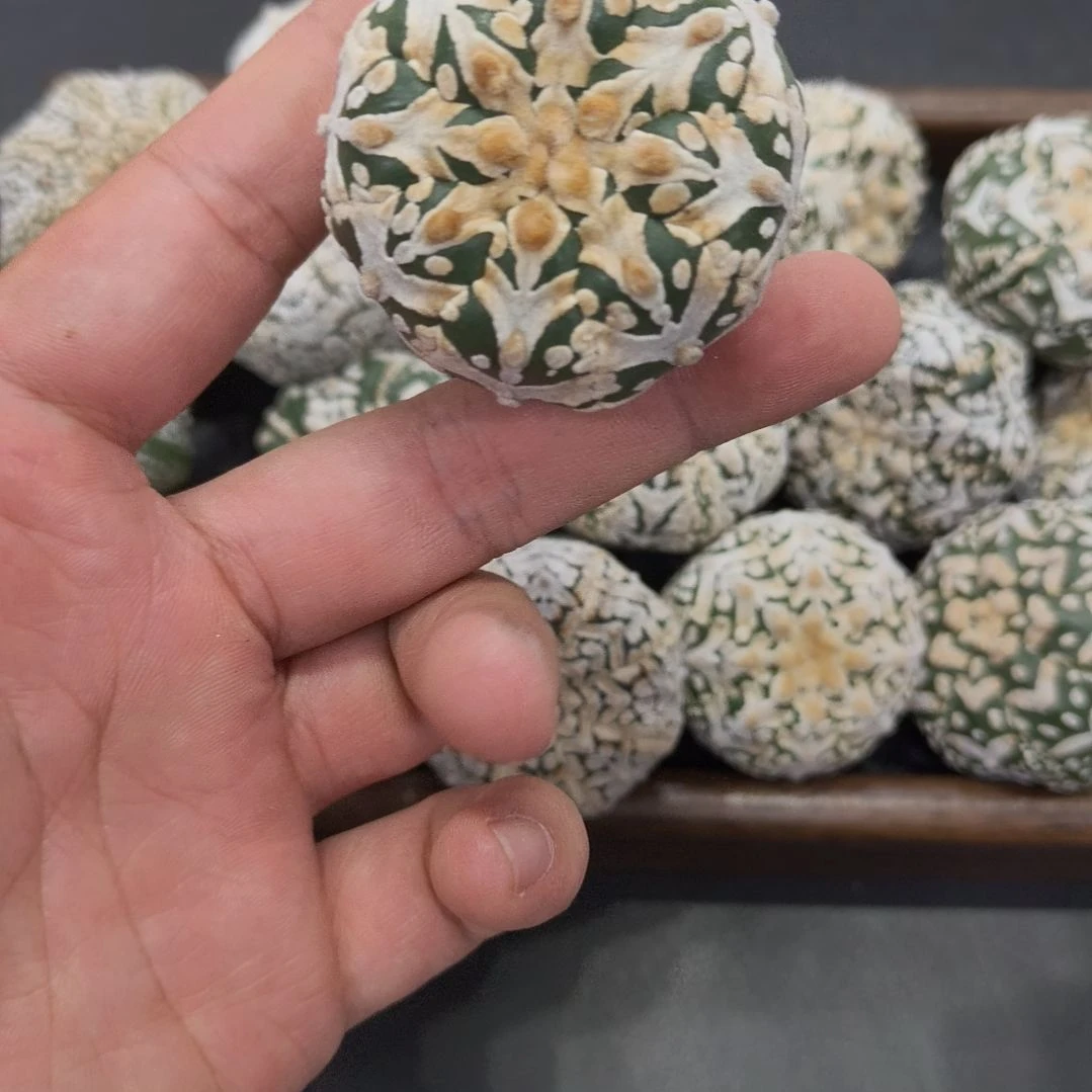 连线琉璃V兜有干疤哈