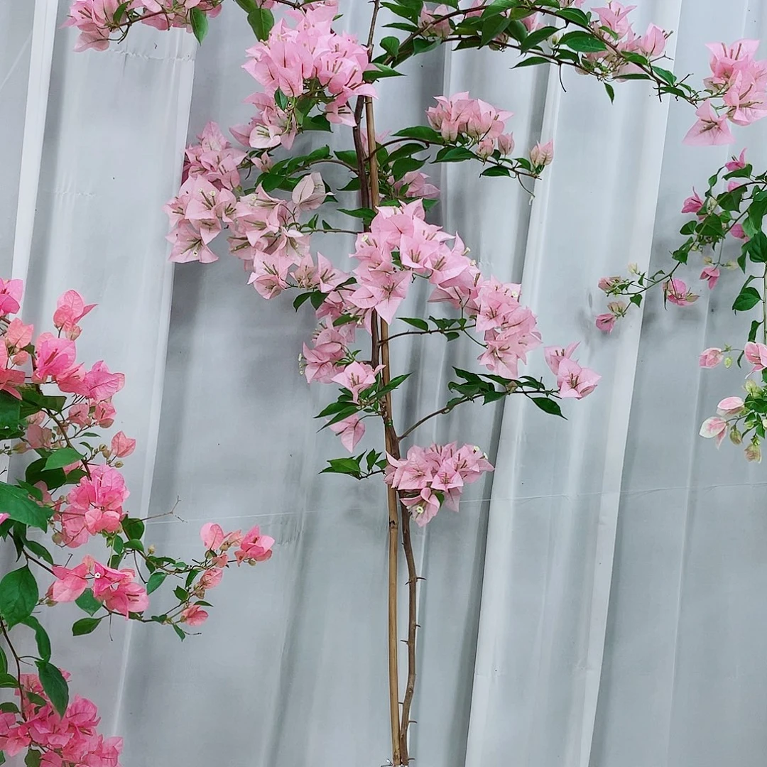 完全开放粉天使的