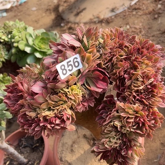 袆***祎多肉植物一个斑斓856