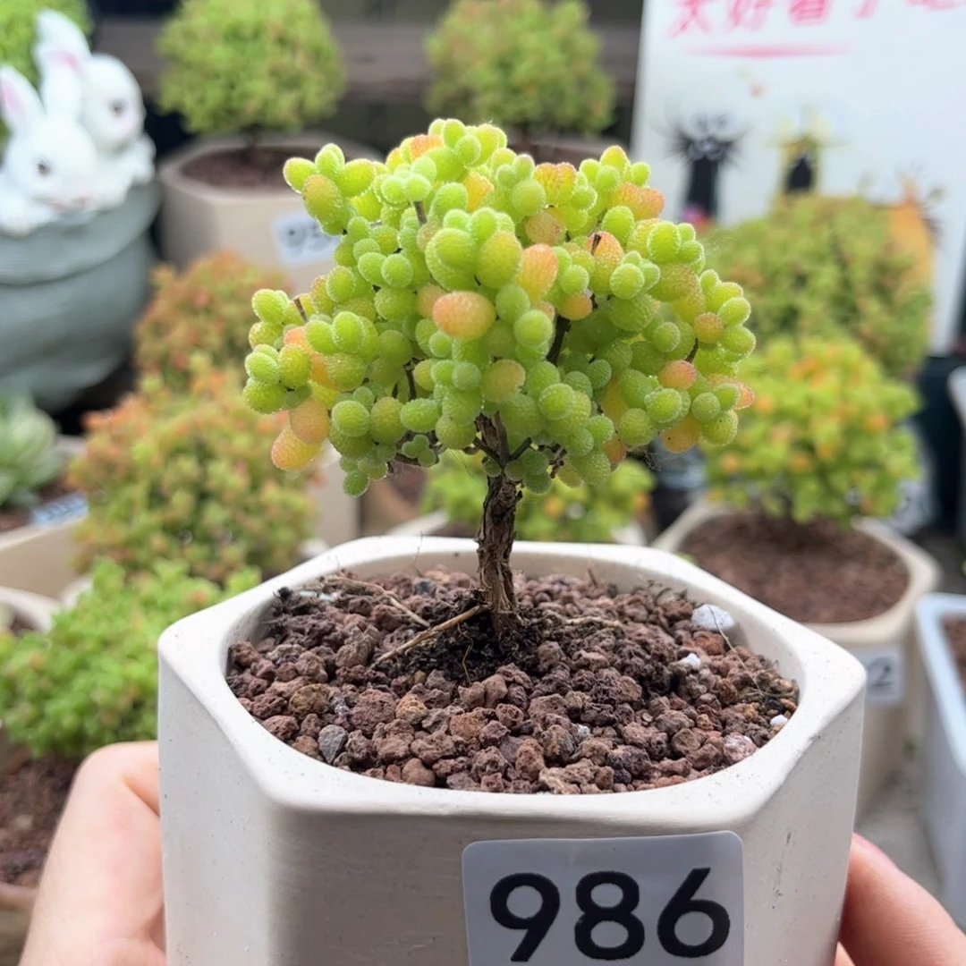 无花朵986金桔可爱多肉