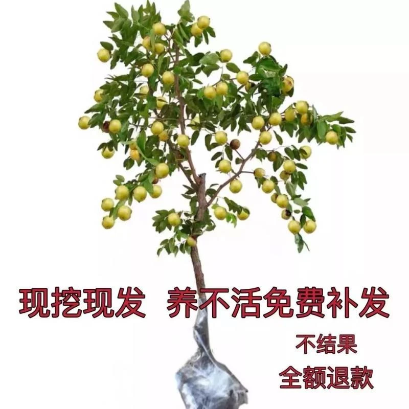 现挖现发沾化冬枣树苗盆栽地栽阳台庭院果树苗当年结果南北方种植