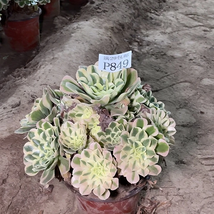 849白凤多肉植物