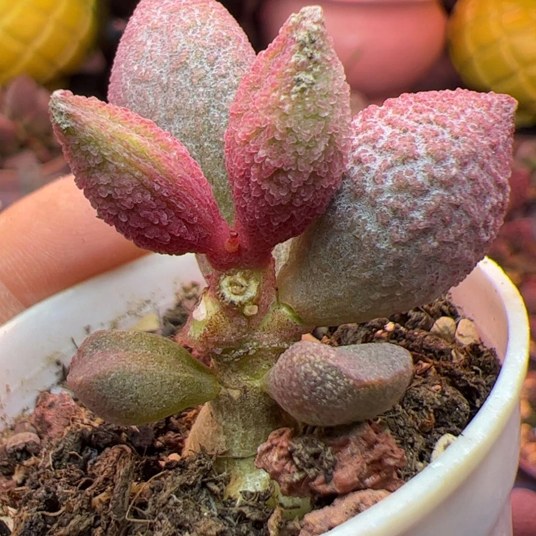 腹部系列 啦啦啦啦啦啦啦啦