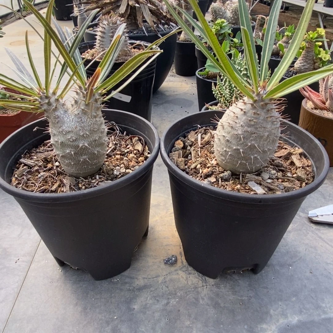 象牙宫块根植物盆栽