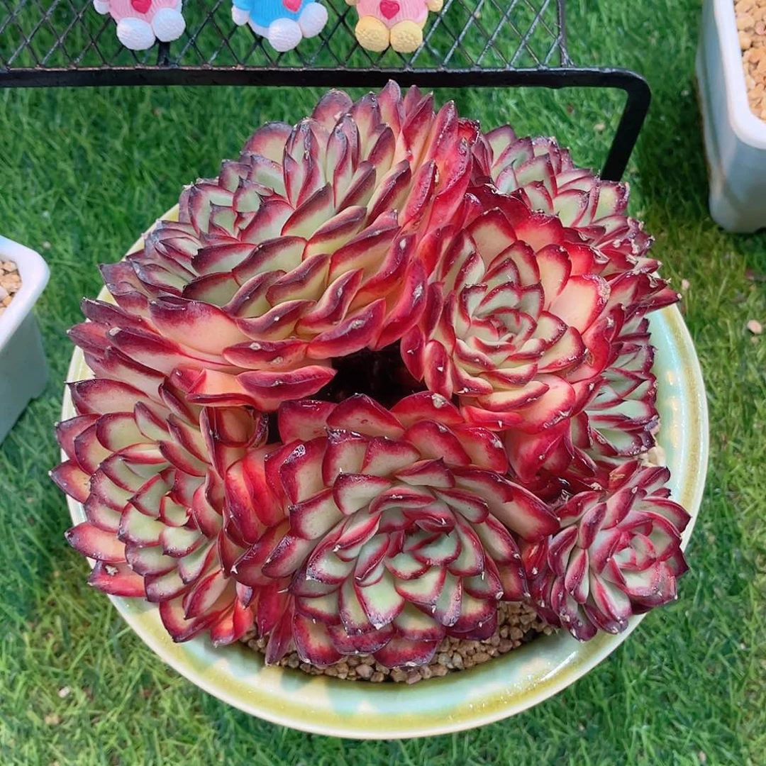 韩版肉酱玫瑰自然群多肉