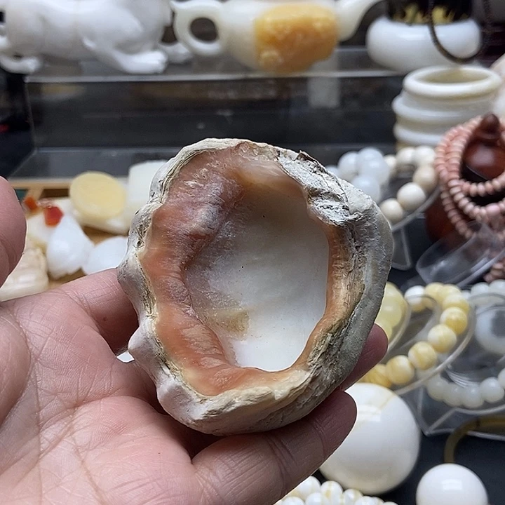 非金属贝壳原贝壳