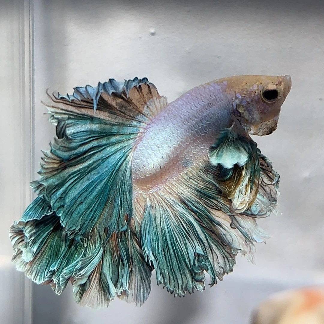 斗鱼13号破价清缸绿色泰迪卷