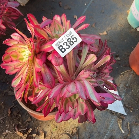 呵****一颗多肉法师植物 有伤