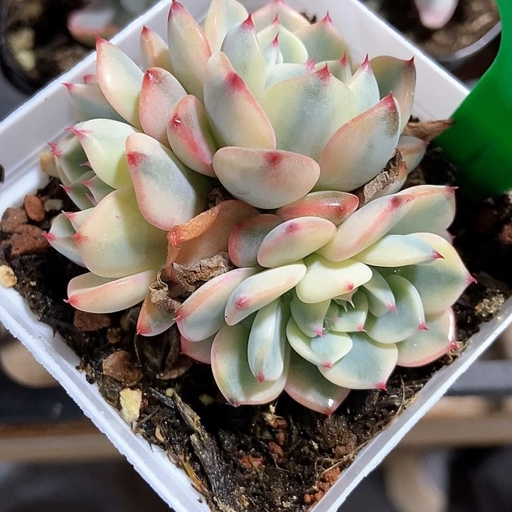 多肉植物及恋锦942