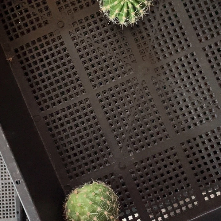 丝牡丹侧芽歪4公分以上满18包邮
