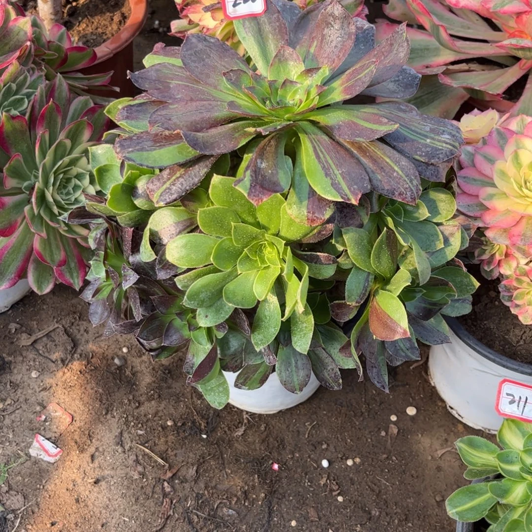 220多肉植物花斑鹿