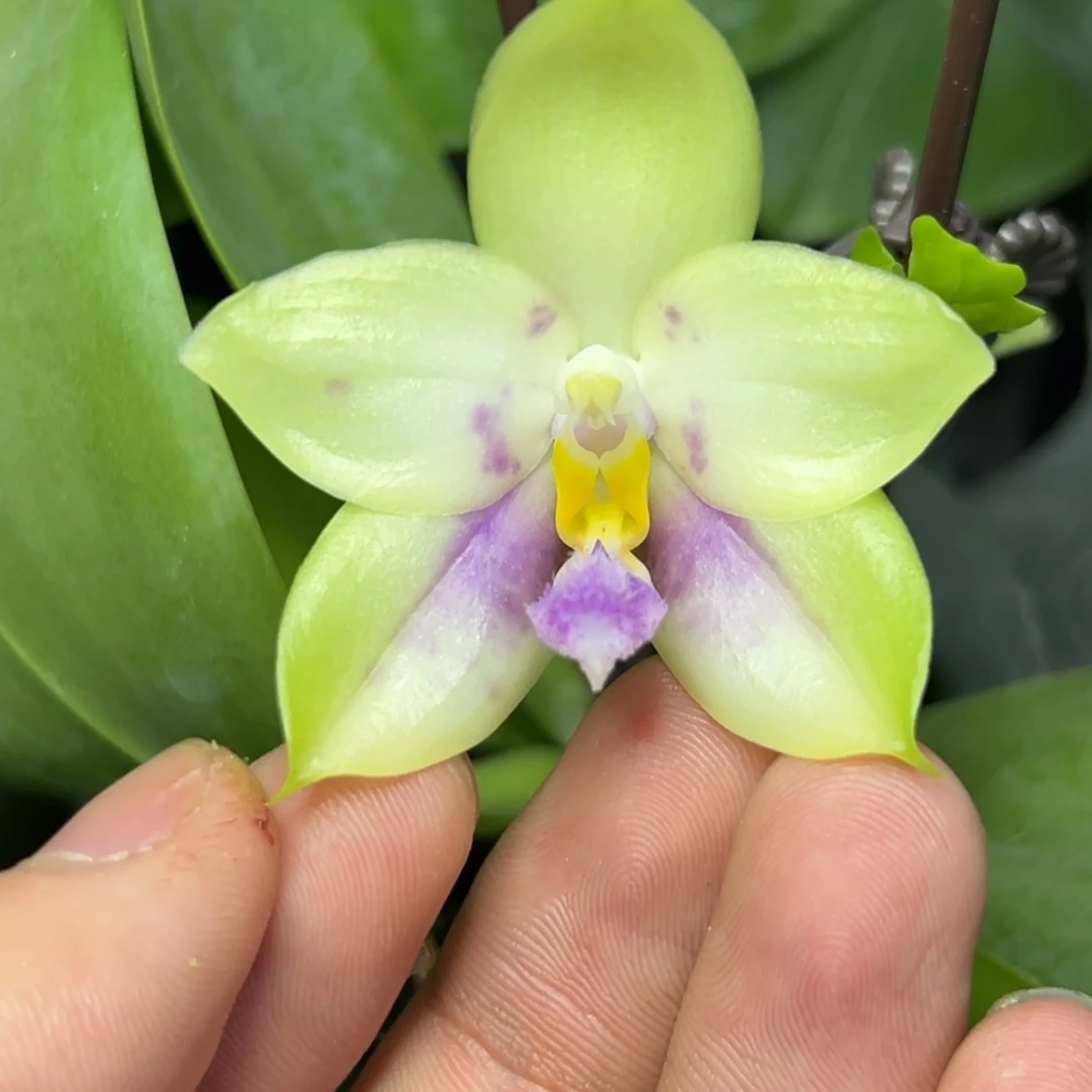 完全开放l018n6506