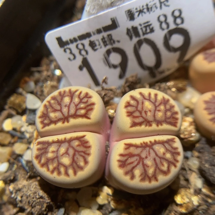Zzz精品生石花1909