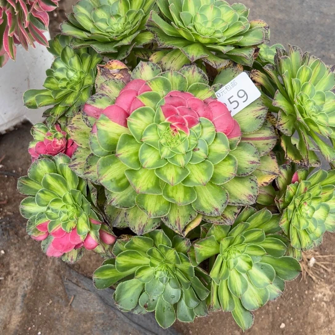 259知否多肉植物系