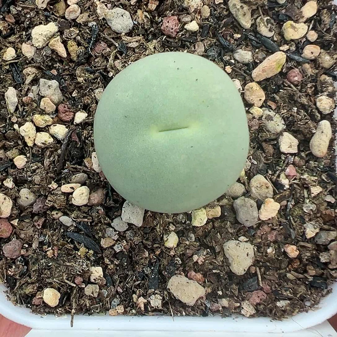 094鸽子蛋带盆土发货