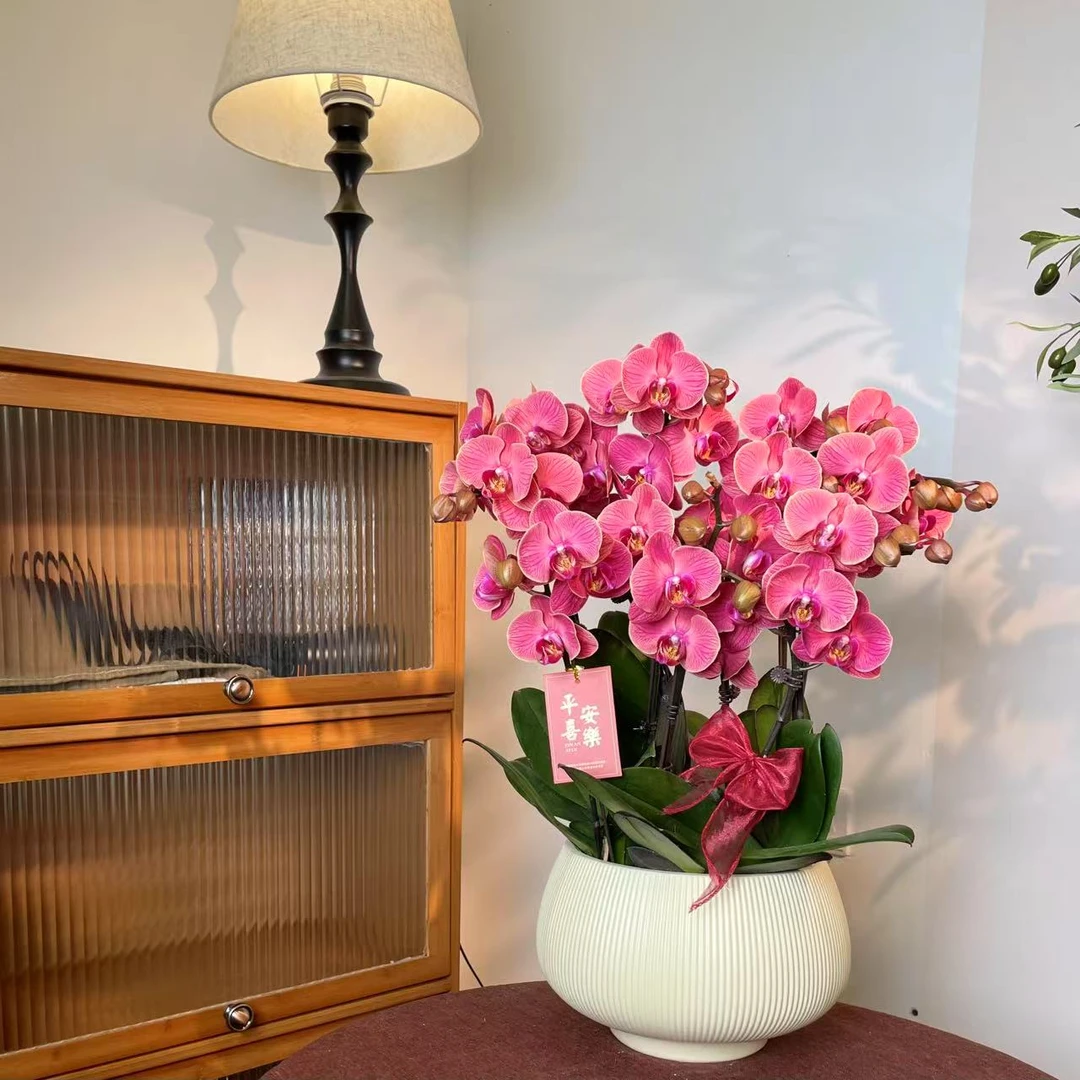 【嘉乐-蝴蝶兰】轻奢 中式 禅意 绿植盆栽 送礼装饰 年宵花