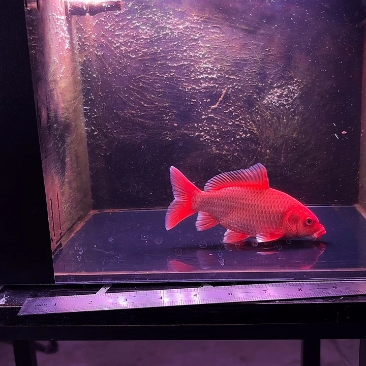 蝴蝶鲤鱼12号蝴蝶鲤