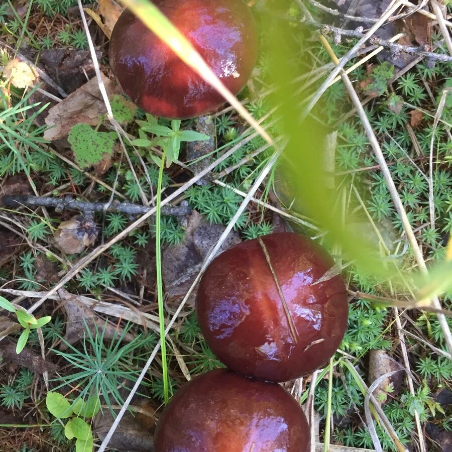 大兴安岭各种野生焯水蘑菇