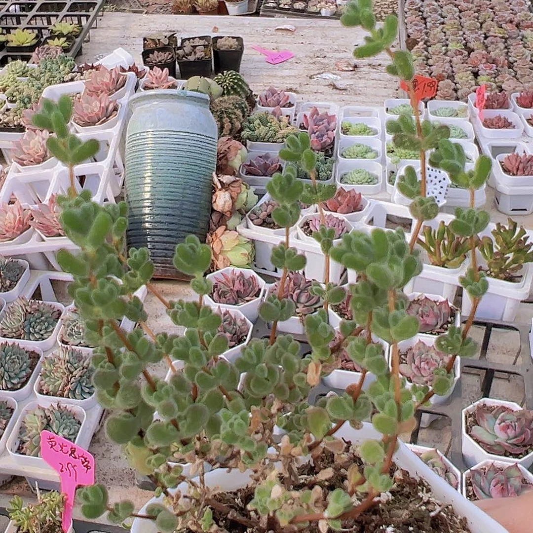 莱斯枝干19包邮多肉