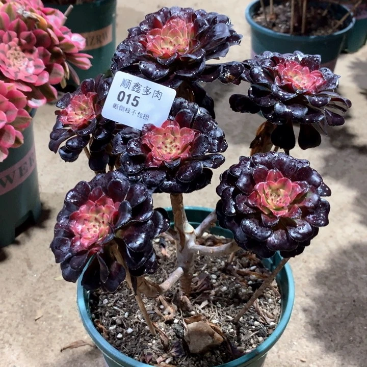 015多肉植物特价