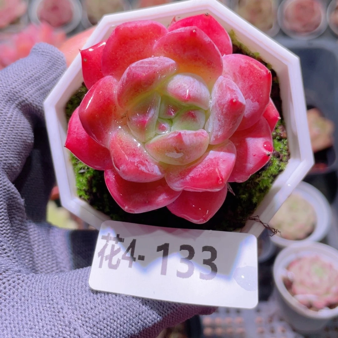 花利美 4-133糖心新品