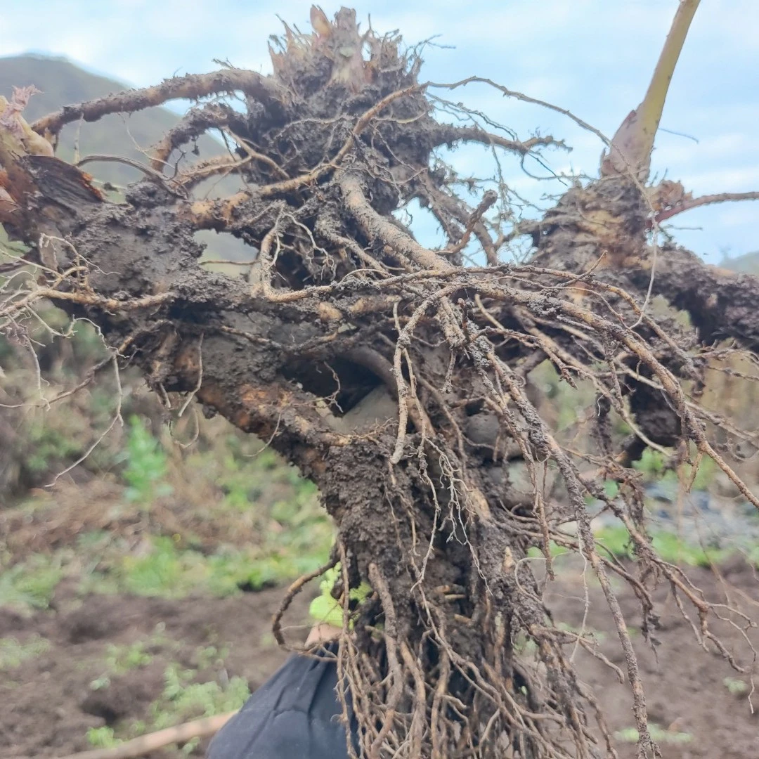 甘肃岷县原产地高原山地当归整条新鲜当归可煲汤炖肉