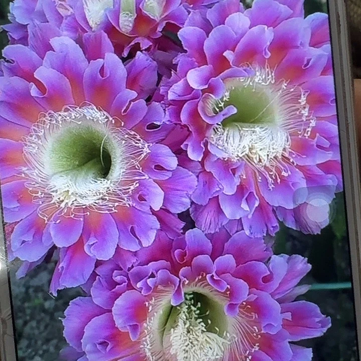 云雨侧芽4公分彩草