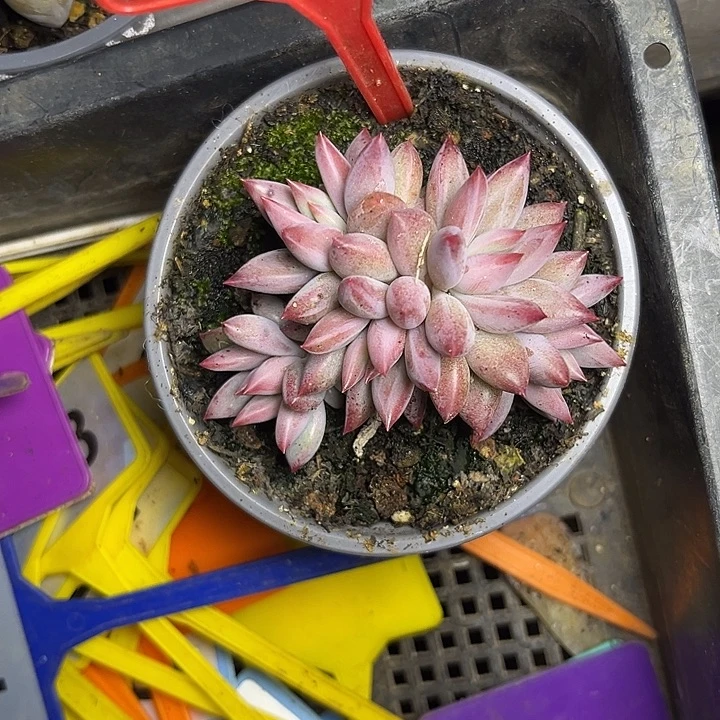 多肉植物钻石虞美人757