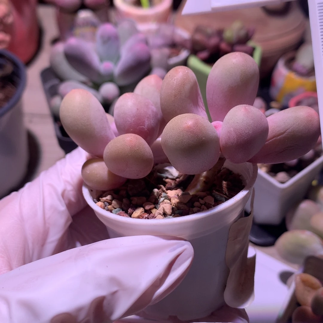 米可奶奶酪，米可奶酪的多肉