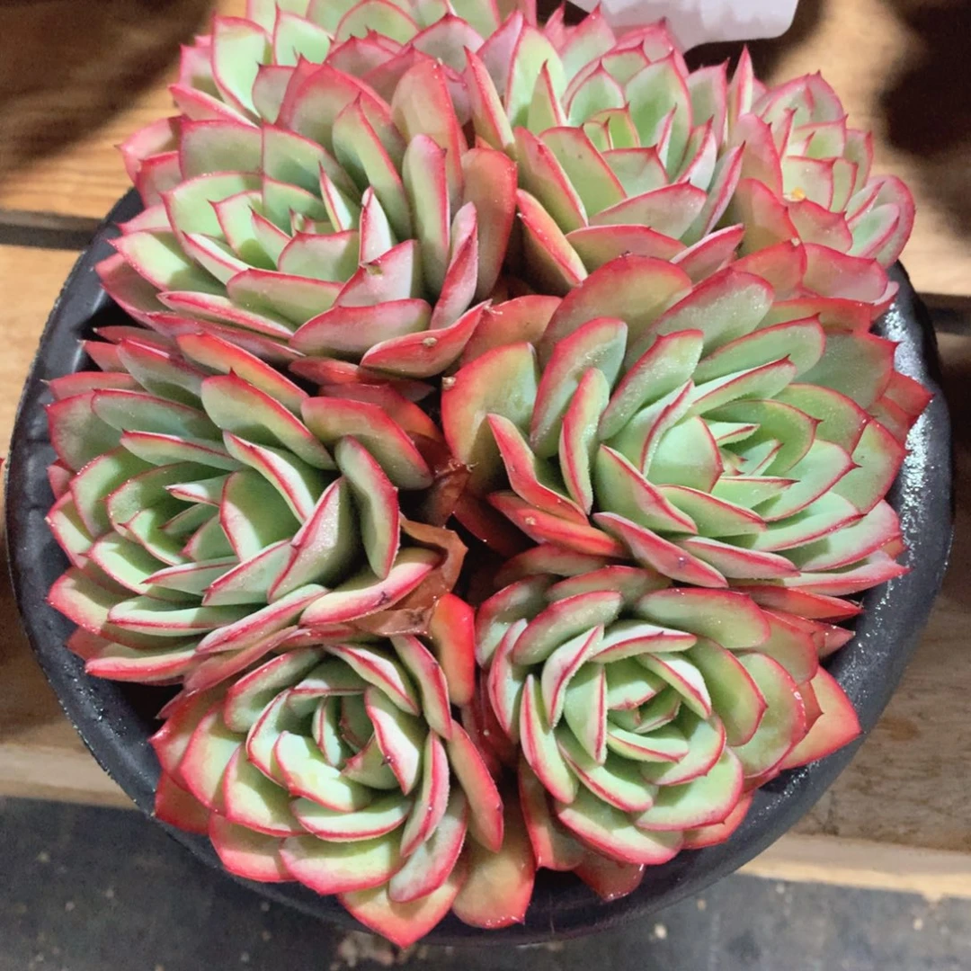 多肉植物牡丹亭30