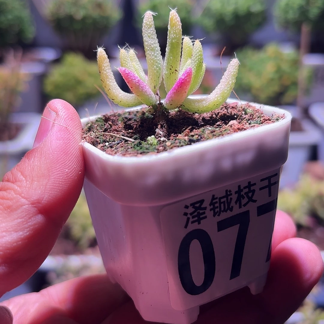 077枝干番杏玉米锦