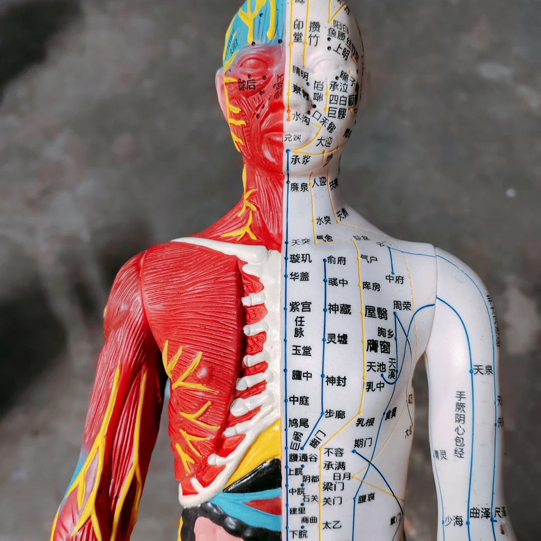 人体半皮半肌肉针灸穴位经络与人体结构全身模型玩具