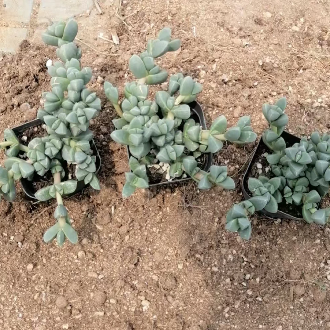 3颗鹿角海棠室内2年小老桩可以提根绿植盆栽多肉多肉植物盆栽植物