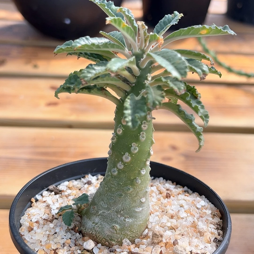 潮流植物 椰子琉桑
