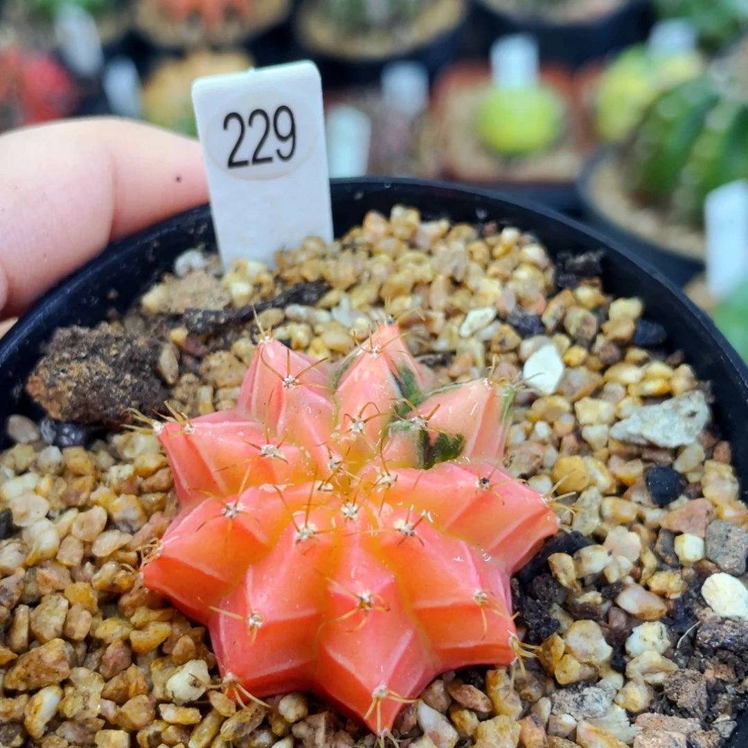 红*红盆5公分满25包邮裸根发货