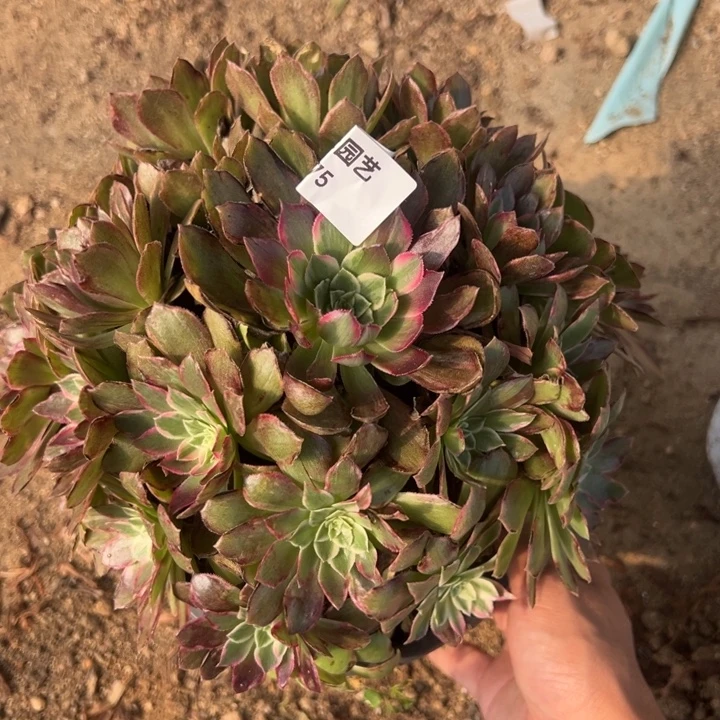 莲花座多肉植物075