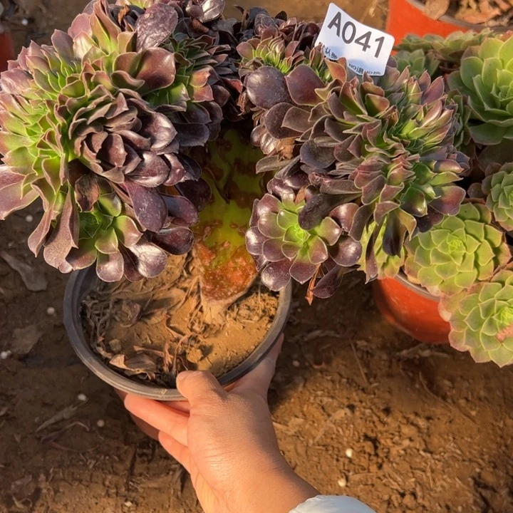 欧缀多肉植物041.