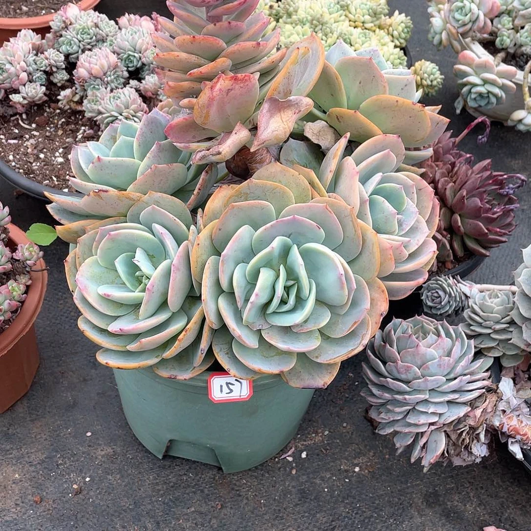 157凤 一物一拍多肉