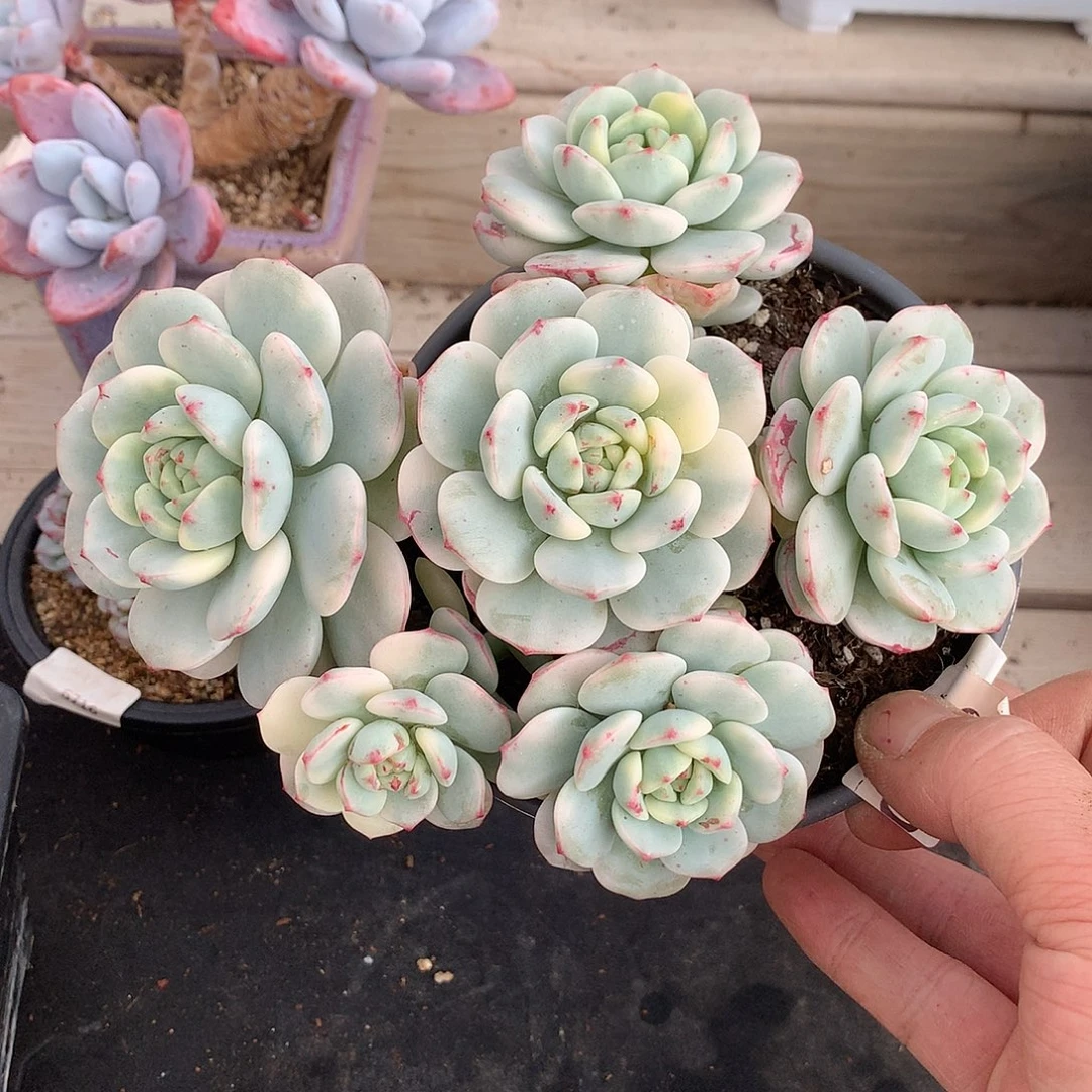 0002香草锦多肉一颗17厘米