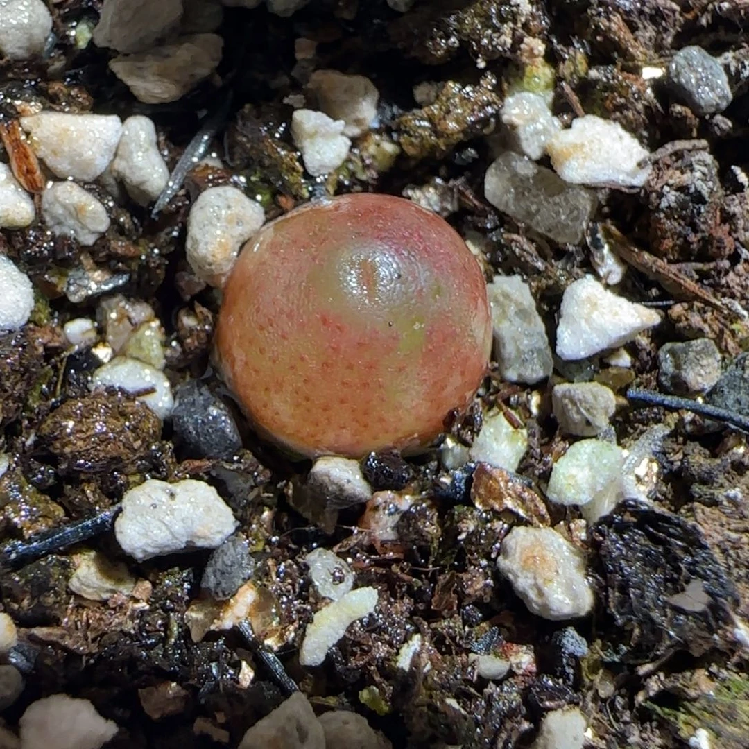 肉锥多肉植物组合-哈默30