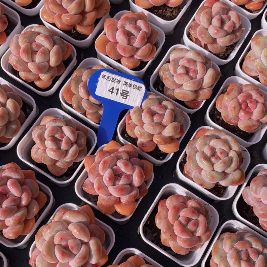 41号肥胖丸叶香橙单头老桩一个