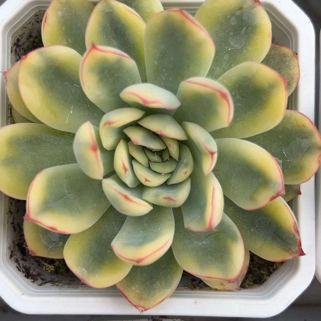 慈禧锦多肉植物锦