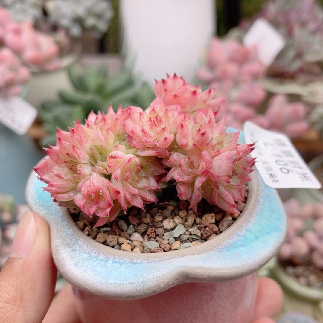 106 蝴蝶叶麦 带陶瓷盆发货 一物一拍