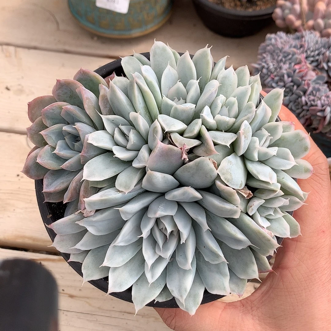 6784不知名锦群一棵14厘米