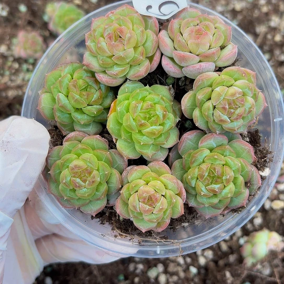 多肉植物多肉植物6
